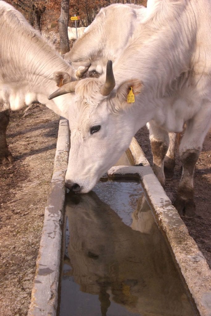 agriturismo fattoria fontanile mucche